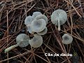 Clitocybe vibecina-amf451